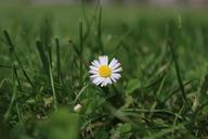 geese-flower-daisy-rush-meadow-917678.jpg