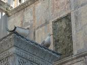 venice-bird-seagull-406614.jpg