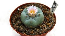 cactus-flower-plant-sukulent-1397678.jpg