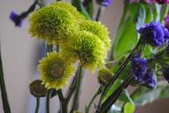 green-flowers-nature-spring-summer-644785.jpg