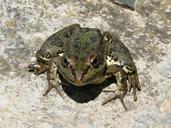 frog-batrachian-raft-green-frog-1516558.jpg