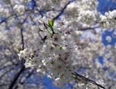 cherry-blossoms-flowers-cherry-217610.jpg