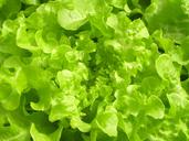 farm-market-hydroponic-produce-1554320.jpg