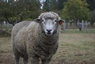 sheep-lamb-animal-farm-agriculture-633945.jpg