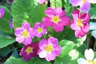 primrose-flower-blossom-bloom-7040.jpg