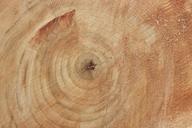 tree_trunk_wood_54.jpg