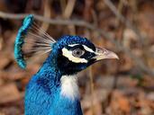 peacock-bird-nature-head-blue-645351.jpg