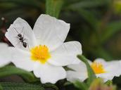 ant-cistus-flowers-1203494.jpg