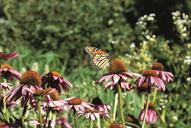 monarch-butterfly-coneflower-566721.jpg