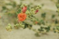 Desert_Globemallow_(Sphaeralcea_ambigua).jpg