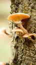 fungus-tree-bark-fungi-nature-454394.jpg