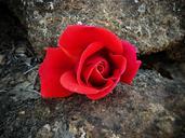 red-rose-red-rock-flower-petals-506210.jpg