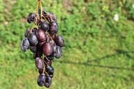 grapes-fruit-summer-bunch-of-grapes-621192.jpg