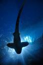 shark-fish-hammerhead-shark-164899.jpg