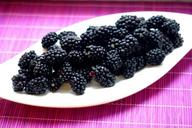 blackberries-wild-berries-berry-1612883.jpg