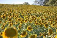 sunflower-field-sunflower-yellow-961478.jpg