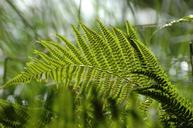 fern-plant-green-vegetation-forest-1232398.jpg