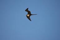 bird-flight-sky-day-ceu-blue-sky-647497.jpg