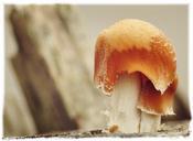 mushroom-tree-fungus-mushrooms-1039825.jpg