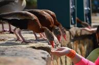 ducks-feeding-birds-animals-eating-631584.jpg