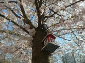 tree-birdhouse-cherry-tree-nature-1547817.jpg