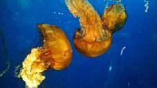 jellyfish-life-marina-aquarium-548084.jpg