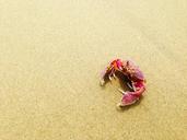 nature-animal-crab-sand-beach-606586.jpg