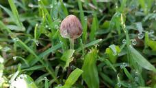 mushroom-fungi-nature-fungus-plant-675915.jpg