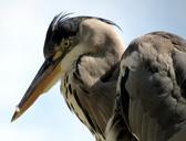 heron-bird-animal-nature-wildlife-534875.jpg