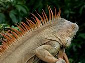 iguana-claw-dragon-reptile-animal-286669.jpg