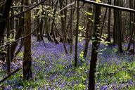 bluebells-woodland-trees-springtime-429282.jpg