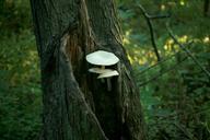 fungus-fungi-white-tree-forest-648212.jpg