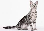 Cute-tabby-kitten-isolated-on-white.jpg