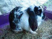 bunny-rabbit-animals-black-and-white-104757.jpg