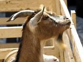 goat-animals-farm-nature-574617.jpg