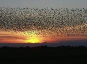 flock-of-birds-over-swamp.jpg