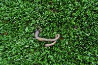 worm-lawn-nature-artificial-turf-1042048.jpg