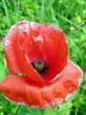 red-weed-red-detail-flower-364100.jpg