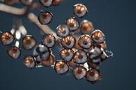 seed-pods-autumn-triangular-brown-179712.jpg