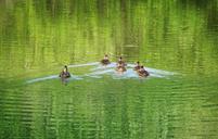 mallard-ducks-mallard-waterfowl-858032.jpg