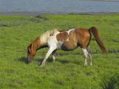 wild-horse-island-beach-wildlife-946556.jpg