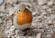 robin-bird-animal-species-songbird-263315.jpg