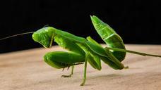 praying-mantis-fishing-locust-green-190167.jpg