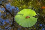 lily-pad-water-pond-pad-lily-475730.jpg