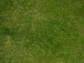 lawn-grass-green-nature-outdoors-277307.jpg