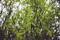 tree-leaf-leaves-spring-willow-791850.jpg