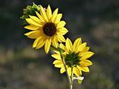 sunflowers-yellow-autumn-fall-62052.jpg