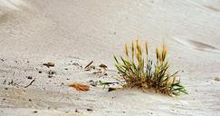 sand-beach-grass-morocco-639984.jpg