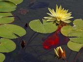 Goldfish waterlily lilies ponds.jpg