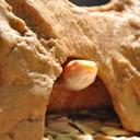 snakes-reptiles-snake-eggs-nature-78947.jpg